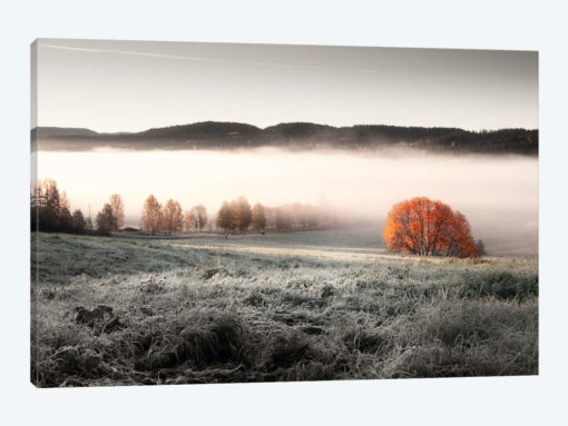 Frozen Meadow
