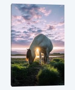 Midnight Sun