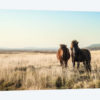 Morning Graze