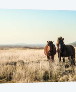 Morning Graze