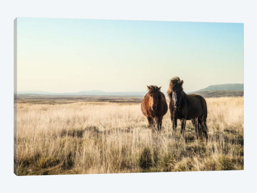 Morning Graze