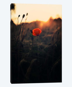 Poppy