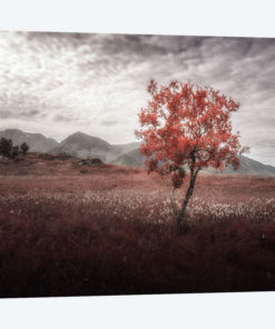 Rusted View