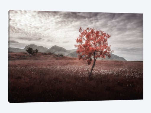 Rusted View