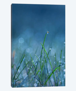 Blue Dew