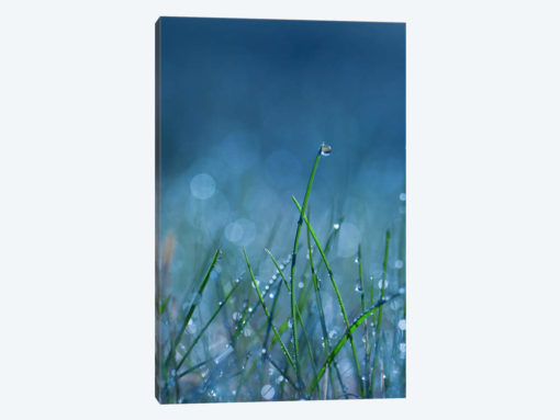 Blue Dew