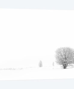 Shrouded In Snow