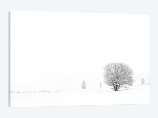 Shrouded In Snow