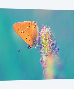 Small Wonders