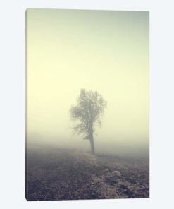 Solitude