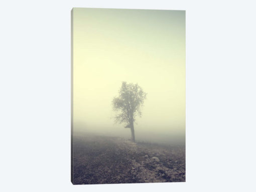 Solitude