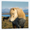 When In Iceland