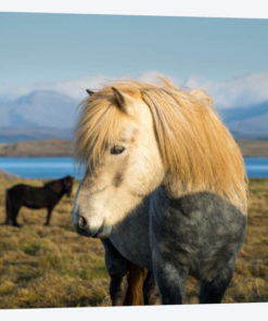 When In Iceland