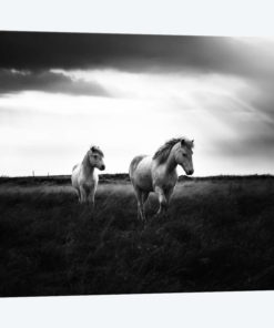 Bright Beauty-B&W