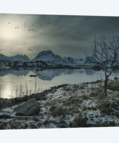 Lofoten Birds