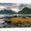Lofoten Grass