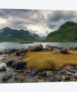 Lofoten Grass