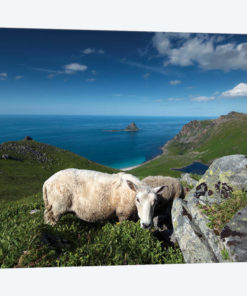 Lofoten Sheep