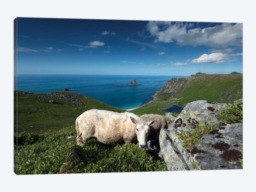 Lofoten Sheep