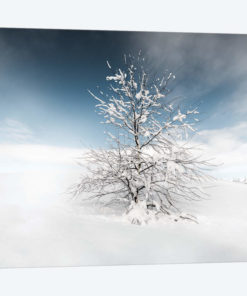 Winter Tree