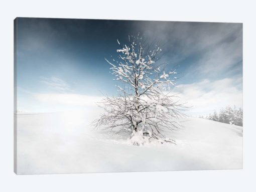 Winter Tree