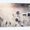 Frost I