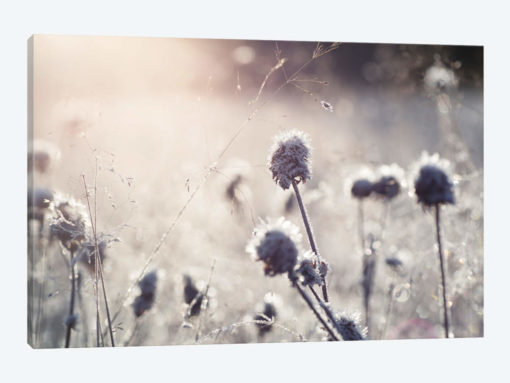 Frost I
