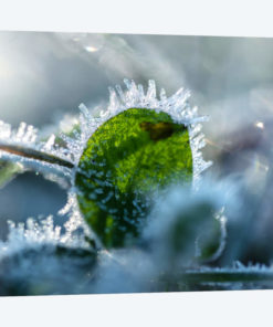Frost II