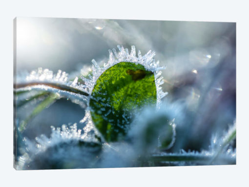 Frost II