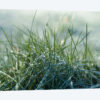 Frost III