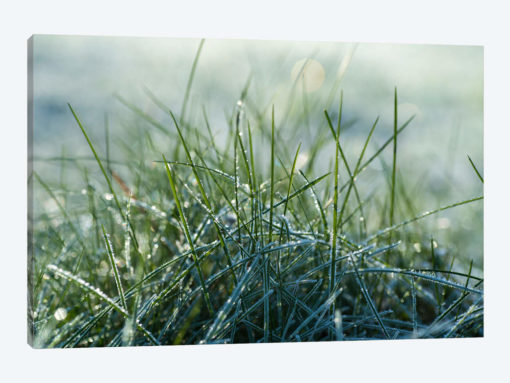 Frost III
