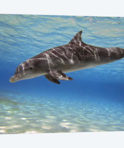 A Bottlenose Dolphin Swimming In The Barrier Reef, Grand Cayman