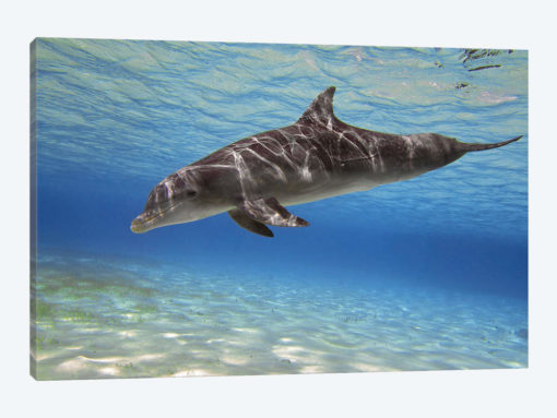 A Bottlenose Dolphin Swimming In The Barrier Reef, Grand Cayman
