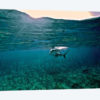 Caribbean Reef Shark, Grand Cay, The Bahamas