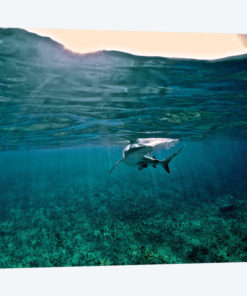 Caribbean Reef Shark, Grand Cay, The Bahamas