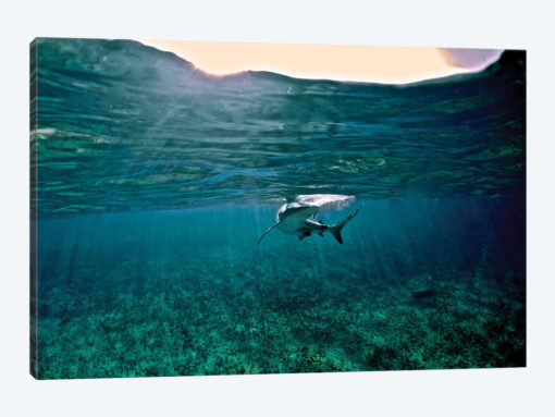 Caribbean Reef Shark, Grand Cay, The Bahamas