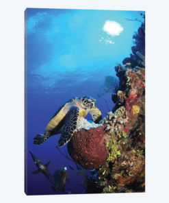 Hawksbill Sea Turtle And Gray Angelfish By Coral Reef