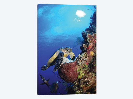 Hawksbill Sea Turtle And Gray Angelfish By Coral Reef