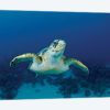 Hawksbill Sea Turtle, Nassau, The Bahamas