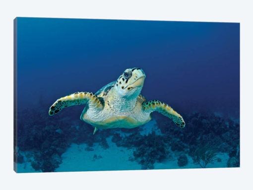 Hawksbill Sea Turtle, Nassau, The Bahamas