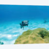 Pufferfish Swimming By Star Coral, Nassau, The Bahamas