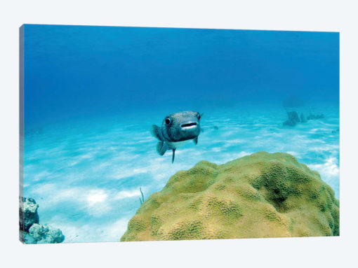 Pufferfish Swimming By Star Coral, Nassau, The Bahamas