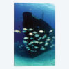 School Of Horse-Eye Jack Fish Swimming By The Ray Of Hope Shipwreck