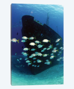 School Of Horse-Eye Jack Fish Swimming By The Ray Of Hope Shipwreck