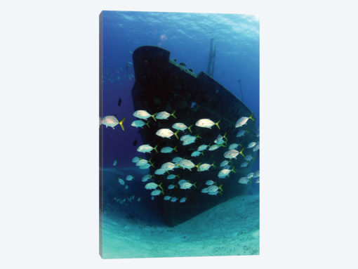 School Of Horse-Eye Jack Fish Swimming By The Ray Of Hope Shipwreck