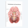 Anatomy Of Human Brain Stem And Cranial Nerves