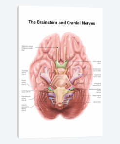 Anatomy Of Human Brain Stem And Cranial Nerves