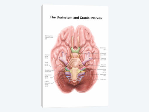 Anatomy Of Human Brain Stem And Cranial Nerves