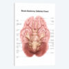 Anatomy Of Human Brain, Inferior View