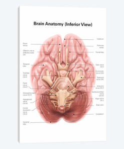 Anatomy Of Human Brain, Inferior View